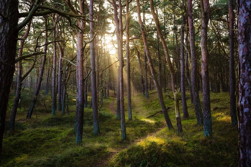 Whimsical Forest